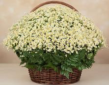 Цветочная композиция из Ромашки в корзине #REPLACE_PRED# Первомайский